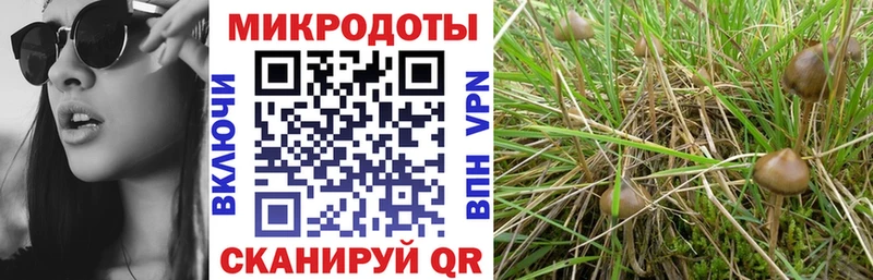 Галлюциногенные грибы Psilocybine cubensis  Уржум 